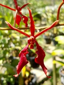 Renanthera isosepala