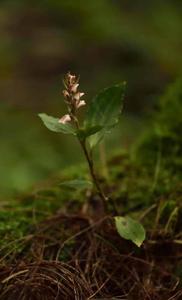 Goodyera foliosa