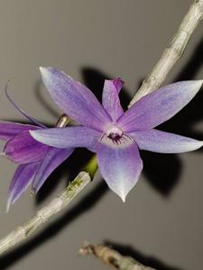 Dendrobium ceraula