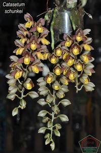 Catasetum schunkei