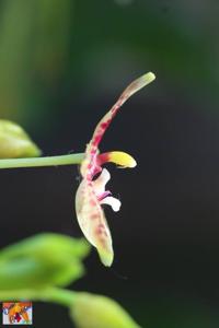 Phalaenopsis cornu-cervi