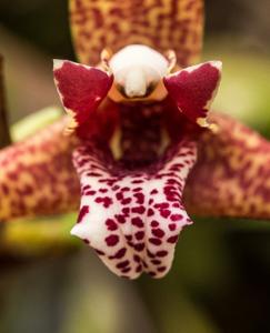 Maxillaria tenuifolia