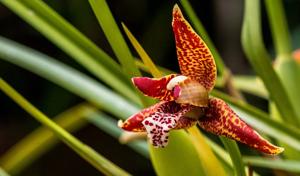 Maxillaria tenuifolia