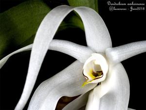 Dendrobium amboinense