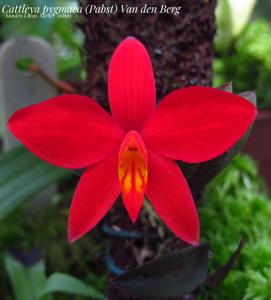 Cattleya pygmaea