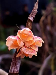Dendrobium dantaniense