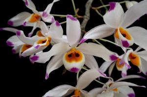 Dendrobium wardianum