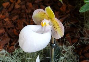 Paphiopedilum micranthum