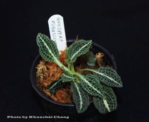 Goodyera pubescens