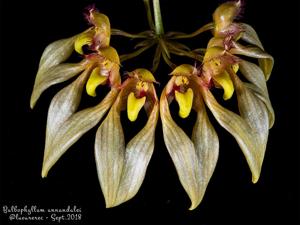 Bulbophyllum annandalei