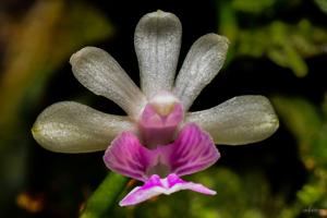 Phalaenopsis deliciosa