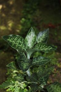 Goodyera schlechtendaliana