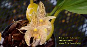 Bulbophyllum palawanense-sumatranum - orchidroots