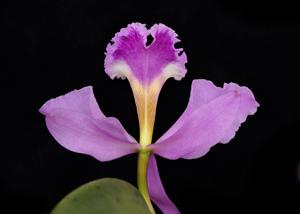 Cattleya jenmanii