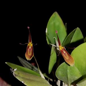 Restrepia brachypus