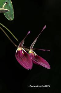 Restrepia sanguinea