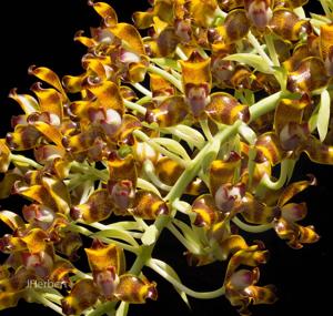 Grammangis ellisii