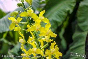 Grammangis ellisii