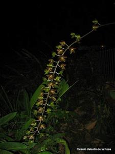 Grammatophyllum elegans