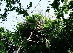 Grammatophyllum scriptum