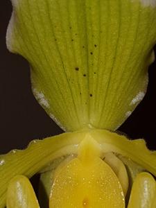 Paphiopedilum insigne