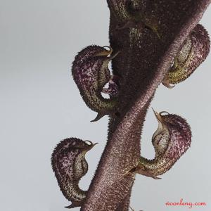 Bulbophyllum purpureorhachis
