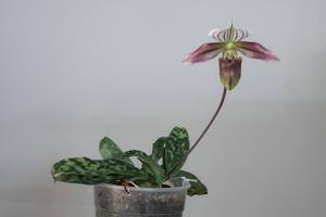 Paphiopedilum purpuratum