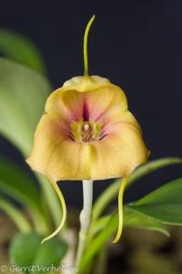 Masdevallia rodolfoi