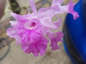 Broughtonia negrilensis