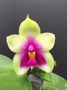 Phalaenopsis bellina