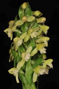 Gymnadenia orchidis