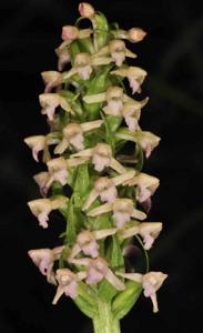Gymnadenia orchidis