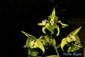 Dendrobium macrophyllum