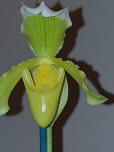 Paphiopedilum insigne