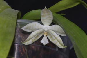 Phalaenopsis hieroglyphica