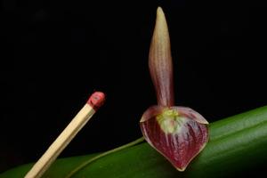 Pleurothallis ruberrima