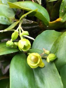Dendrobium lamellatum