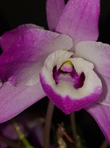 Dendrobium linawianum