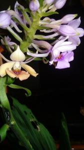 Calanthe sylvatica