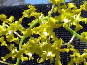 Dendrobium discolor var. broomfieldii