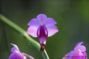 Aerides quinquevulnera