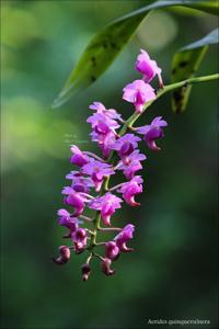 Aerides quinquevulnera