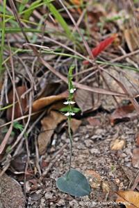 Habenaria diphylla