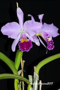 Cattleya labiata