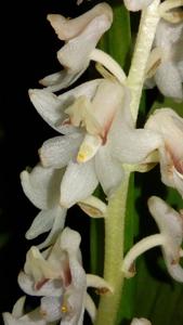 Bryobium hyacinthoides