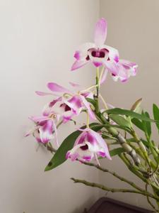 Dendrobium nobile