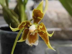 Oncidium portmannii