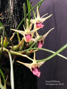 Dendrobium shearmanii