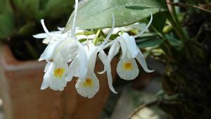 Coelogyne locii