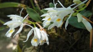 Coelogyne locii